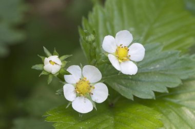 Orman çileği çiçekleri, yakın çekim yerel odak