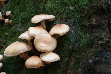 Eski bir kütüğün üzerinde kılıflı bir tahta parçası, yakın plan.