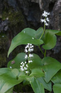 Maianthemum bifolium çiçekleri, makro çekim