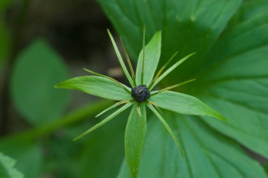 Paris kuadrifolia bitkisi, yerel odağı kapat