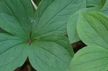 Paris kuadrifolia bitkisi, yerel odağı kapat