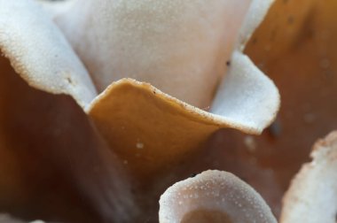 Peziza repanda ascomycete fungus, yakın çekim, yerel odak