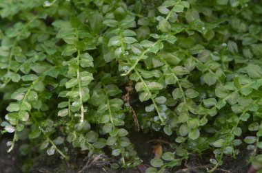 Yosun (Tetraphis pellucida) yerel odak noktasını yakın çekim