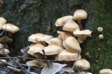 Eski bir kütüğün üzerinde kılıflı bir tahta parçası, yakın plan.