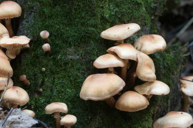 Eski bir kütüğün üzerinde kılıflı bir tahta parçası, yakın plan.