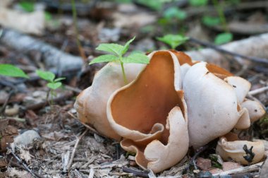 Peziza repanda ascomycete fungus, yakın çekim, yerel odak