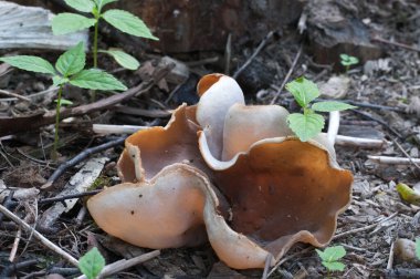 Peziza repanda ascomycete fungus, yakın çekim, yerel odak