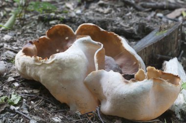 Peziza repanda ascomycete fungus, yakın çekim, yerel odak