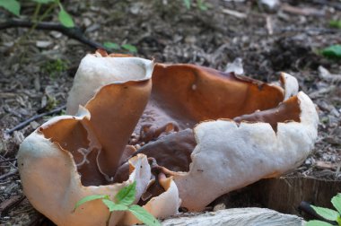 Peziza repanda ascomycete fungus, yakın çekim, yerel odak