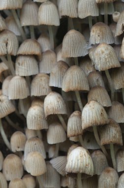 Yeşil yosunlu bir kütük üzerinde mantarlar (Coprinus yayılımı)