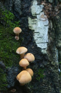 Eski bir kütüğün üzerinde kılıflı ahşap kaplama.