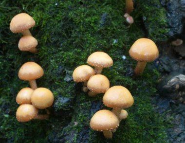 Eski bir kütüğün üzerinde kılıflı ahşap kaplama.