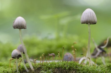 Yeşil yosunlu bir kütük üzerinde mantarlar (Coprinus yayılımı)