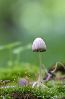 Yeşil yosunlu bir kütük üzerinde mantarlar (Coprinus yayılımı)