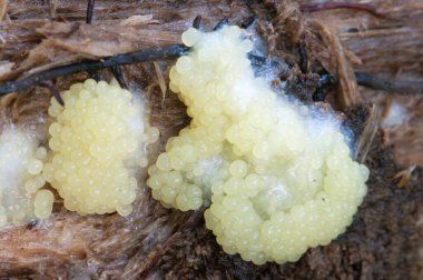 Ceratiomyxa fruticulosa mantarları eski bir kütük üzerinde