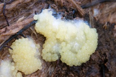 Ceratiomyxa fruticulosa mantarları eski bir kütük üzerinde