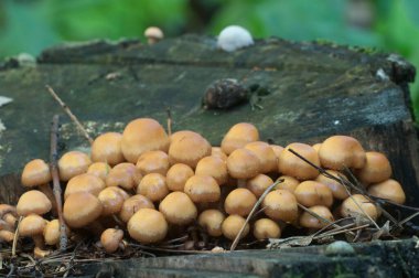 Eski bir kütüğün üzerinde kılıflı ahşap kaplama.