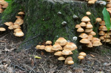 Eski bir kütüğün üzerinde kılıflı ahşap kaplama.