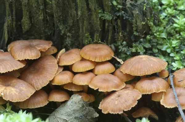 Flammulina Velutipes Mushroms Old Stump — стоковое фото