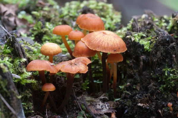 Flammulina Velutipes Mushroms Old Stump — стоковое фото