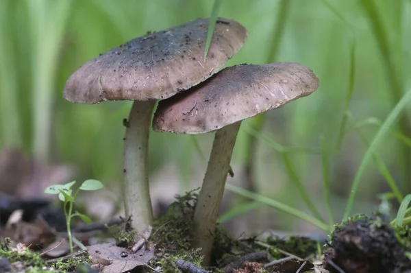 Hertenpaddenstoel Pluteus Cervinus Een Gras Close — Stockfoto