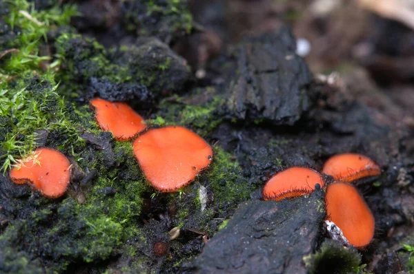 Scutellinia Pilz Nahaufnahme Lokaler Fokus — Stockfoto