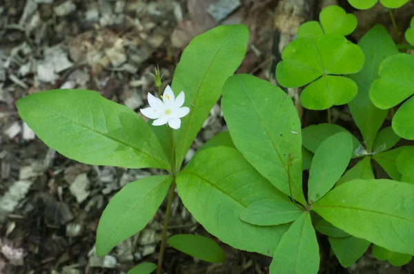 Pianta Starflower Close Shot Focus Locale — Foto Stock