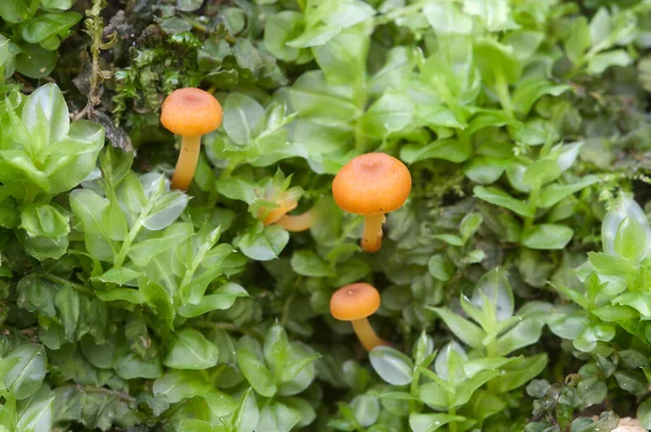 Flammulina Velutipes Cogumelos Toco Velho — Fotografia de Stock