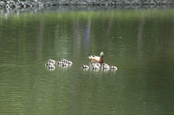 Pato Estantería Tadorna Ferruginea Con Patitos Estanque —  Fotos de Stock