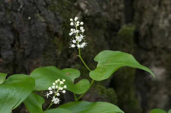 Maianthemum Bifolium Fleurs Macro Shot — Photo