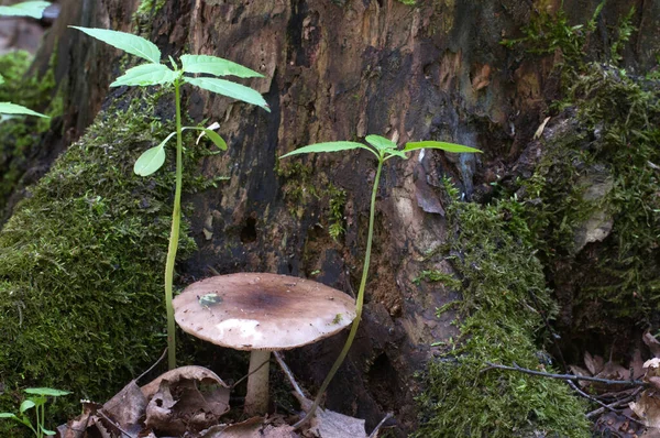 Deer Mushroom Pluteus Cervinus Birch Tree Stump — Stock Photo, Image