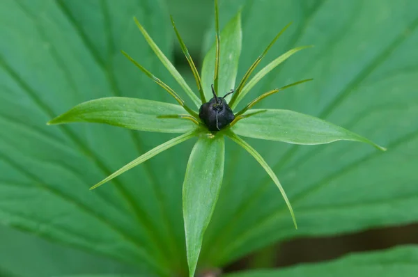 巴黎四合花植物 关闭局部焦点 — 图库照片