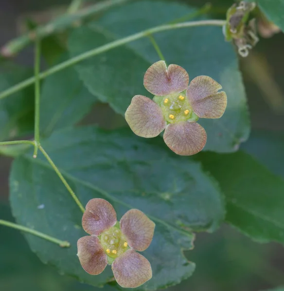 Öonymus Verrucosus Çiçekleri Makro Çekim Yerel Odak — Stok fotoğraf