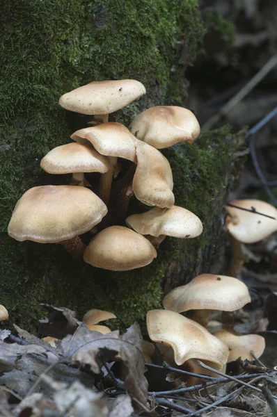 Sheathed Woodtuft Old Stump Closeup — Stock Photo, Image