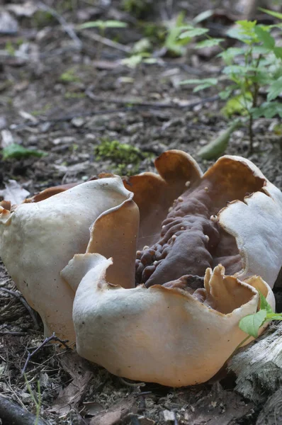 Peziza Repanda Ascomycete Fungus Strzał Bliska Miejscowe Skupienie — Zdjęcie stockowe