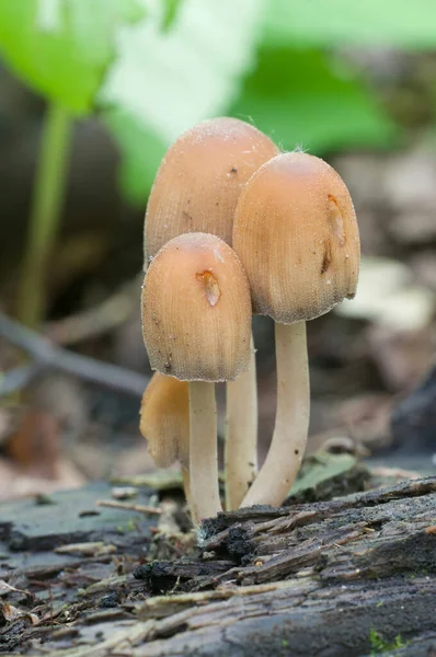 Coprinus Micaceus Paddestoel Bij Boom Close — Stockfoto