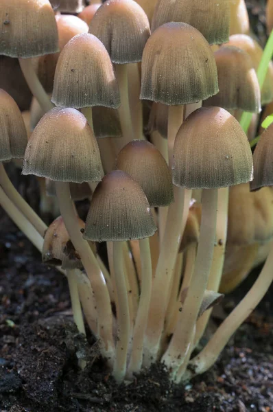 Coprinus Micaceus Mushroom Tree Close — стоковое фото