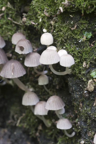 Las Setas Coprinus Diseminatus Sobre Tocón Musgo Verde — Foto de Stock