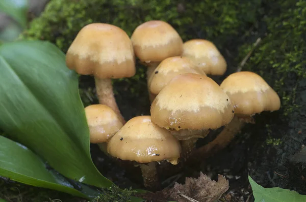 Sheathed Woodtuft Toco Velho Perto — Fotografia de Stock