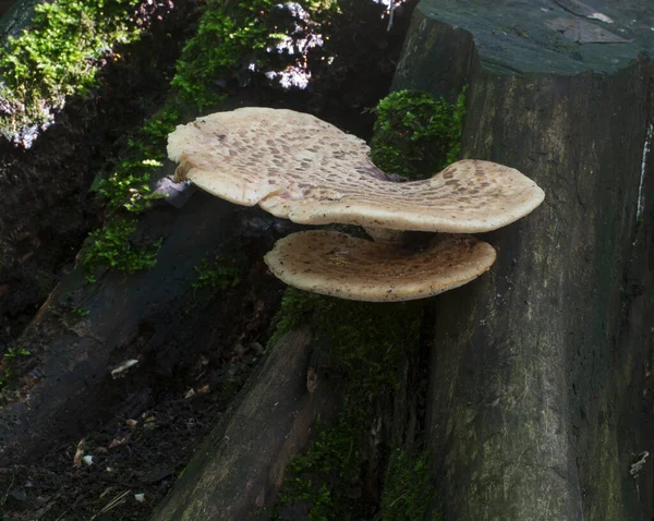 Polyporus Squamosus Champignon Dans Forêt Gros Plan — Photo