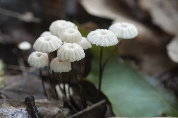 Marasmius Wettsteinii Cogumelos Close Tiro Foco Local — Fotografia de Stock