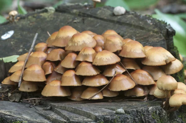 Gepolijst Hout Een Oude Stomp Close — Stockfoto