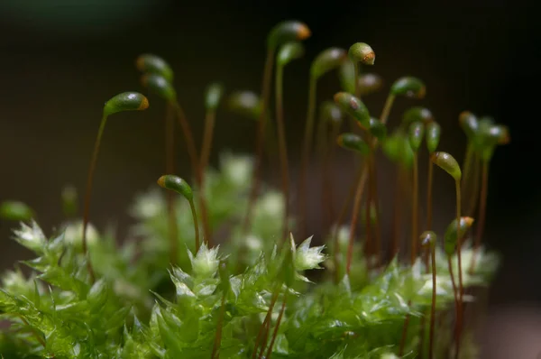 Moss Hypnum Cupressiforme Close Shot Local Focus Royalty Free Stock Images