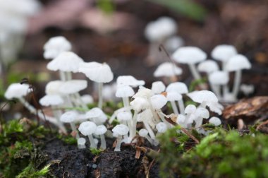 Delicatula integrella mantar makro çekim yerel odak
