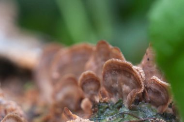 Ölü bir huş ağacının üzerinde Trichaptum biforme mantarı