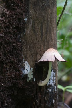 Yeşil yosunlu bir kütük üzerinde mantar (Coprinus türleri)