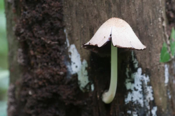 Mushroom Coprinus Species Stump Green Moss — Stock Photo, Image
