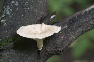 Ormanda tüberküloz mantarı, yakın çekim.