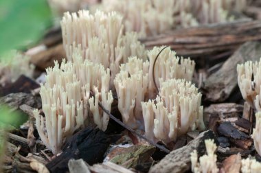 Eski bir kütüğün üzerinde Ramaria stricta mantarı