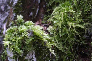 Yosun (Tetraphis pellucida) yerel odak noktasını yakın çekim
